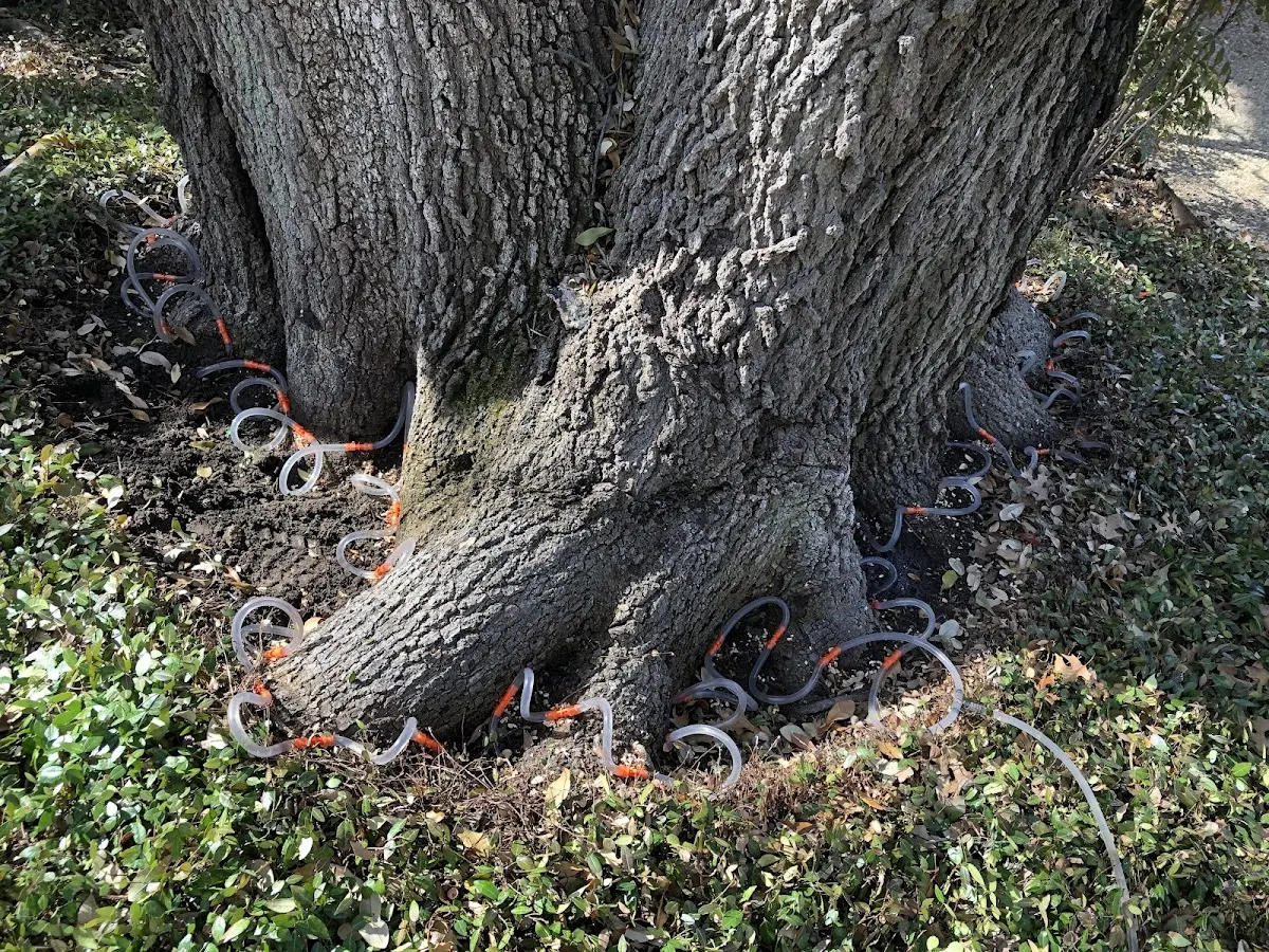 Detailed Tree Cabling and Bracing job site in Atlantic Beach