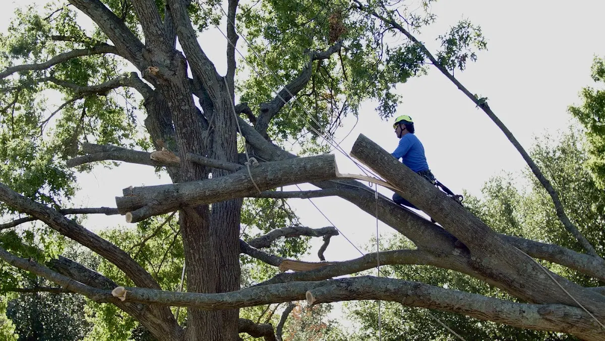 Professional Crown Thinning performed by certified arborists in Atlantic Beach