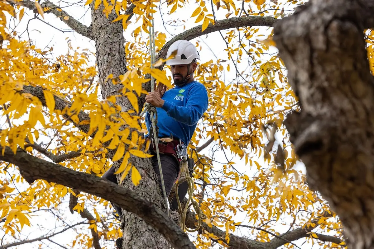 Skilled Tree Planing crew working in Atlantic Beach